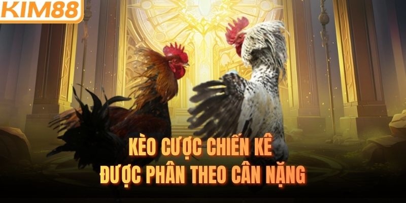 Kèo cược chiến kê được phân theo cân nặng
