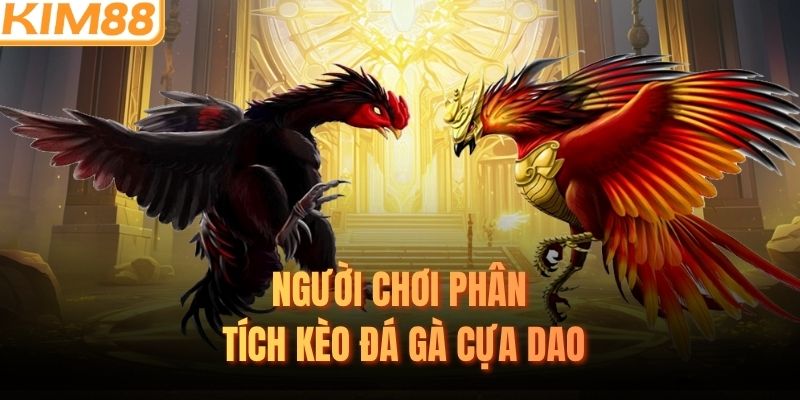 Người chơi phân tích kèo đá gà cựa dao